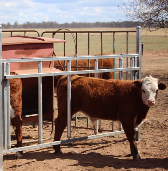 Cattle Creep Gates